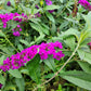 Royal Red Buddleia Pint