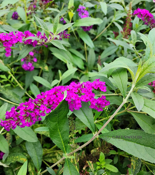 Royal Red Buddleia Pint