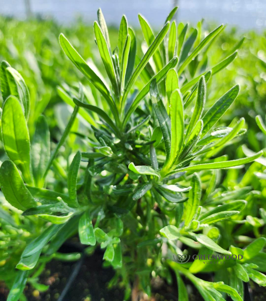Royal Velvet Lavender Pint Image 2