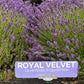 Royal Velvet Lavender Pint Image 1