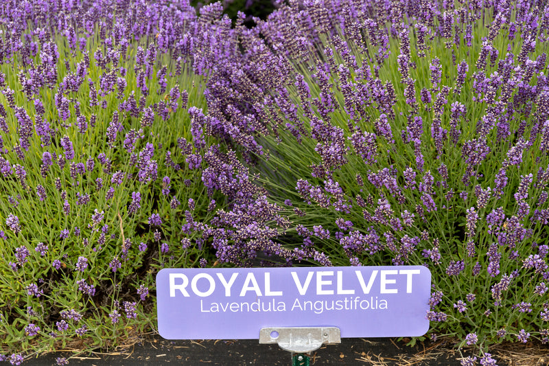 Royal Velvet Lavender Pint Image 1