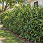 Mature Schip laurel hedge with dense glossy evergreen foliage providing a natural privacy screen beside a suburban home.
