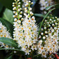 Close-up of white flowers with green leaves on a blurred background