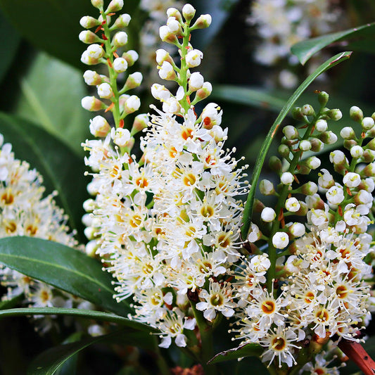Close-up of white flowers with green leaves on a blurred background