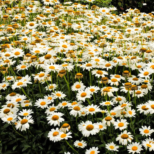 Shasta Daisy Becky