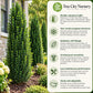 Sky Pencil Holly quick facts showing narrow columnar growth, evergreen foliage, landscape uses and USDA Zones 5–9