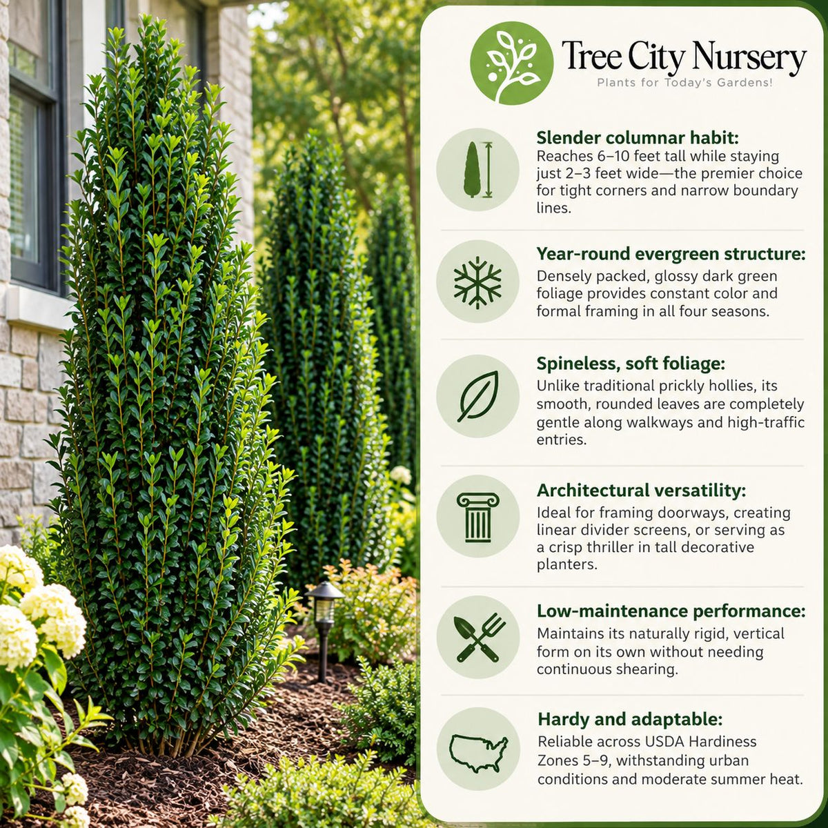 Sky Pencil Holly quick facts showing narrow columnar growth, evergreen foliage, landscape uses and USDA Zones 5–9