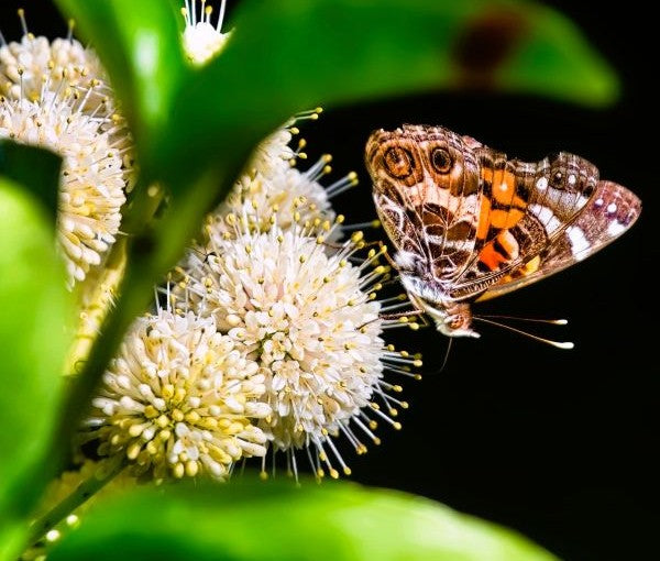 spice bush with butterfly