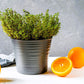Greenwood Nursery Spicy Orange Thyme in Pint Pots for Aromatic Landscaping
