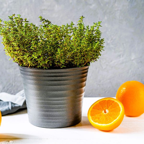 Greenwood Nursery Spicy Orange Thyme in Pint Pots for Aromatic Landscaping