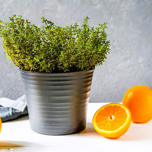 Greenwood Nursery Spicy Orange Thyme in Pint Pots for Aromatic Landscaping