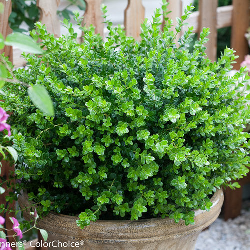 Sprinter Boxwood Quart