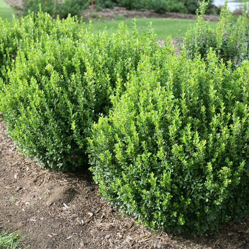 Sprinter Boxwood Quart