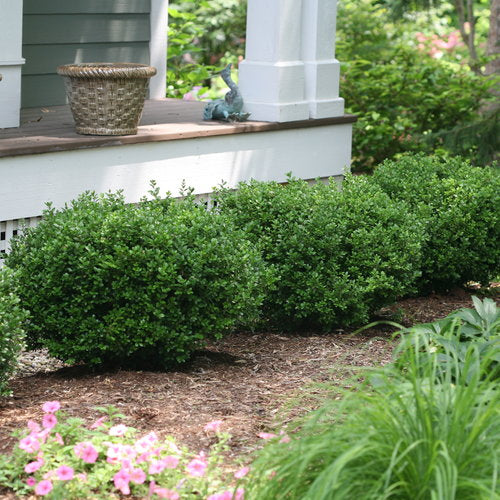 Sprinter Boxwood Quart