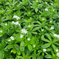 Sweet Woodruff Pint