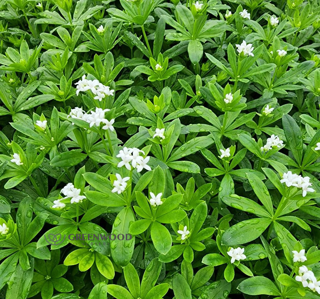 Sweet Woodruff Pint
