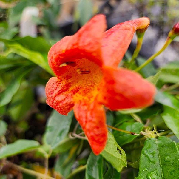 Tangerine Beauty Crossvine with bright orange trumpet flowers climbing a fence.
