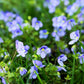 A detailed macro close-up of Veronica Georgia Blue flowers, showcasing delicate periwinkle-blue petals with bright white centers and tiny yellow stamens nestled among green leaves
