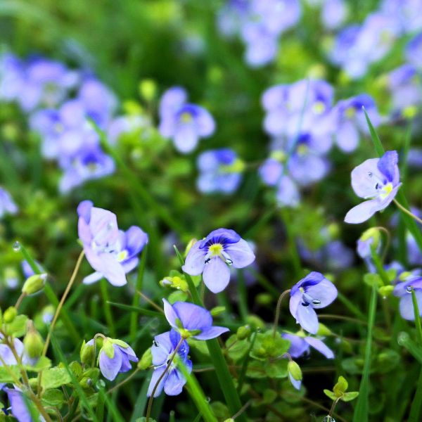 A detailed macro close-up of Veronica Georgia Blue flowers, showcasing delicate periwinkle-blue petals with bright white centers and tiny yellow stamens nestled among green leaves