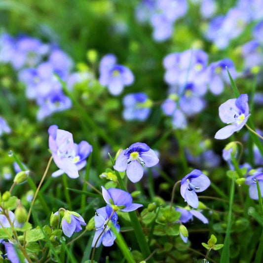 A detailed macro close-up of Veronica Georgia Blue flowers, showcasing delicate periwinkle-blue petals with bright white centers and tiny yellow stamens nestled among green leaves