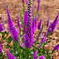 Very Van Gogh Veronica Image 4