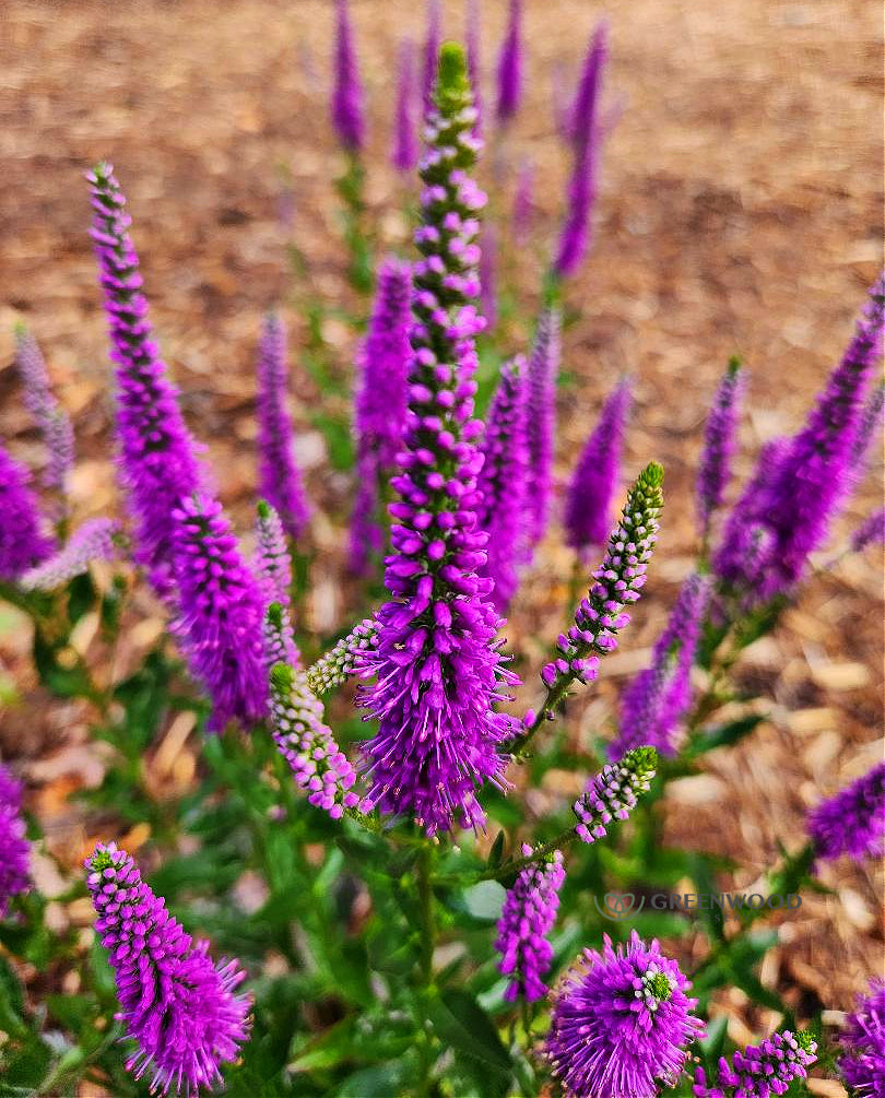Very Van Gogh Veronica Image 4