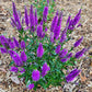 Very Van Gogh Veronica Image 3