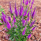 Very Van Gogh Veronica Image 2