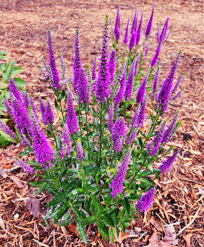Very Van Gogh Veronica Image 2