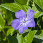 Vinca minor Bowles Ground Cover Image 2