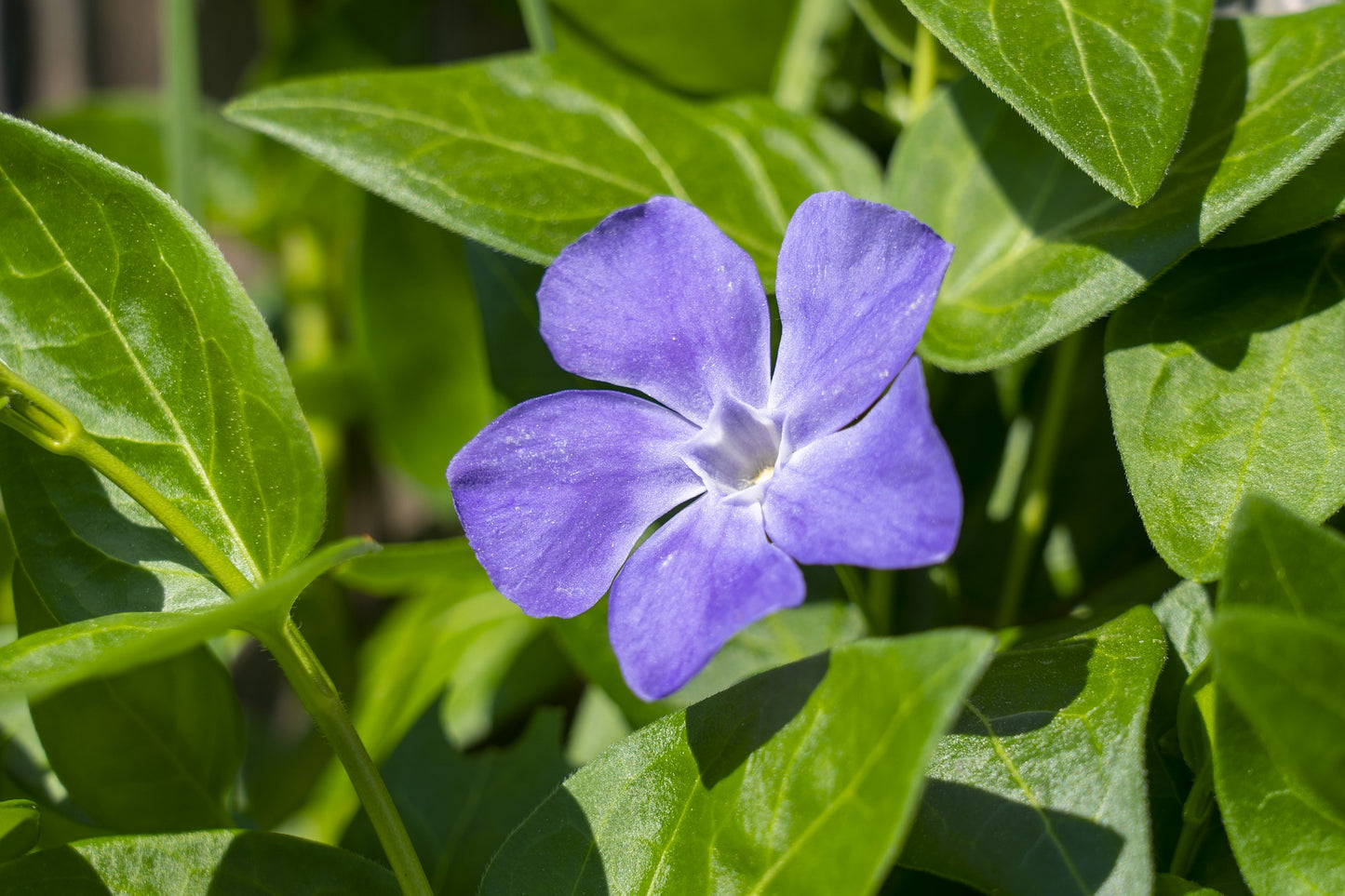 Vinca minor Bowles Ground Cover Image 2