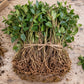 Bundle of 50 bare-root Vinca minor plants with healthy green foliage and exposed fibrous roots secured with natural twine.”