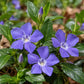 Close-up of Vinca minor with three periwinkle-blue five-petaled flowers, glossy green leaves, and unopened flower buds