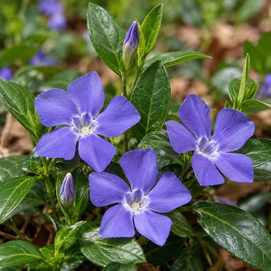 Close-up of Vinca minor with three periwinkle-blue five-petaled flowers, glossy green leaves, and unopened flower buds