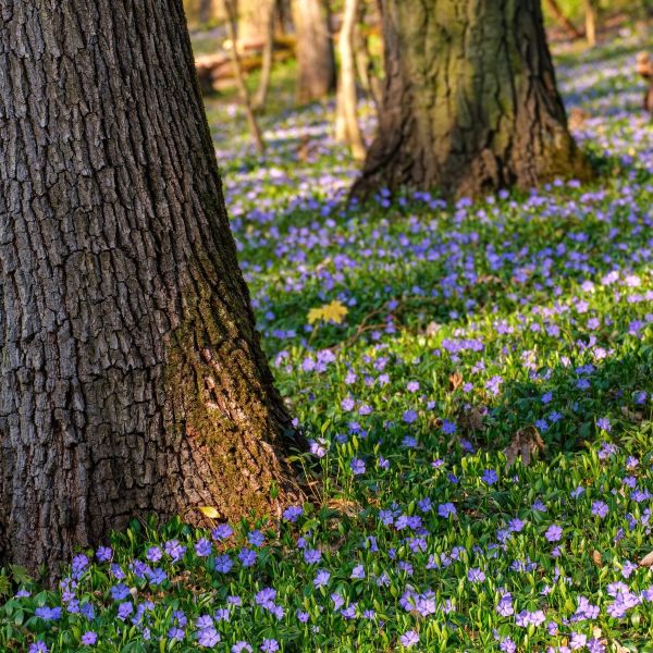 Vinca Minor used as ground cover on a hillside, stabilizing soil and preventing erosion
