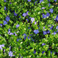 Vinca minor Bowles Ground Cover