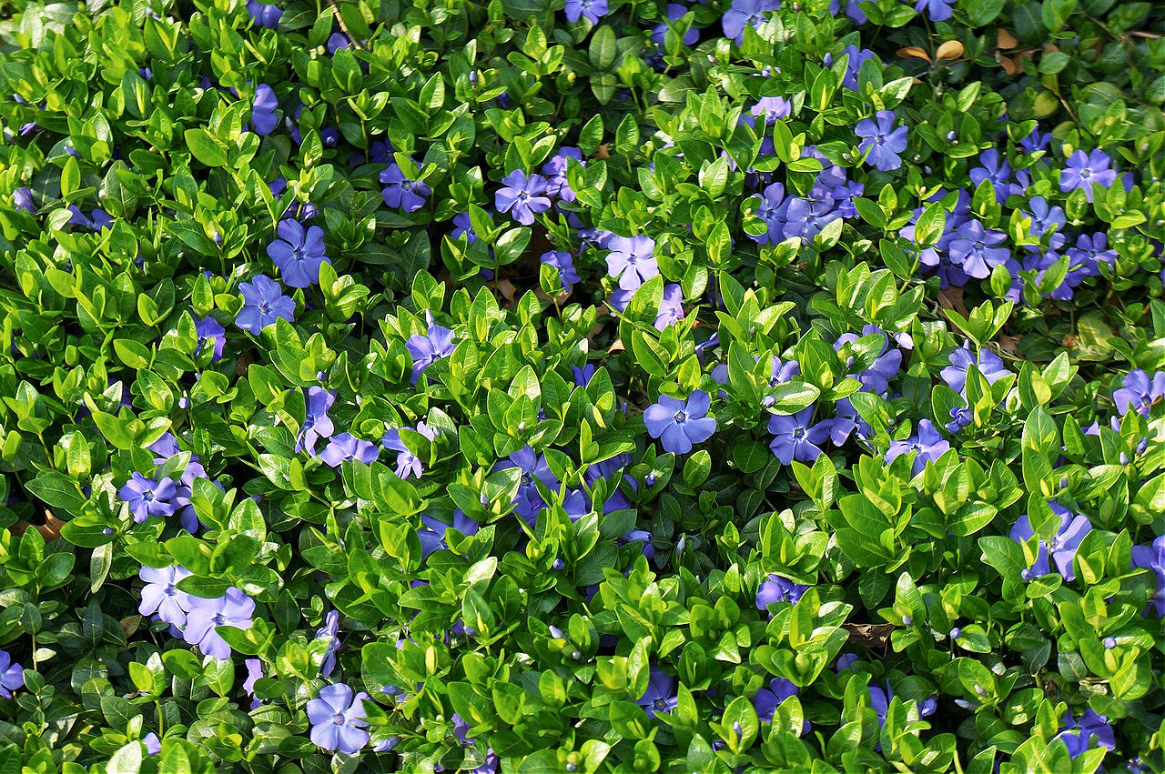 Vinca minor Bowles Ground Cover