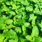 Walkers Low Nepeta Catmint Image 2