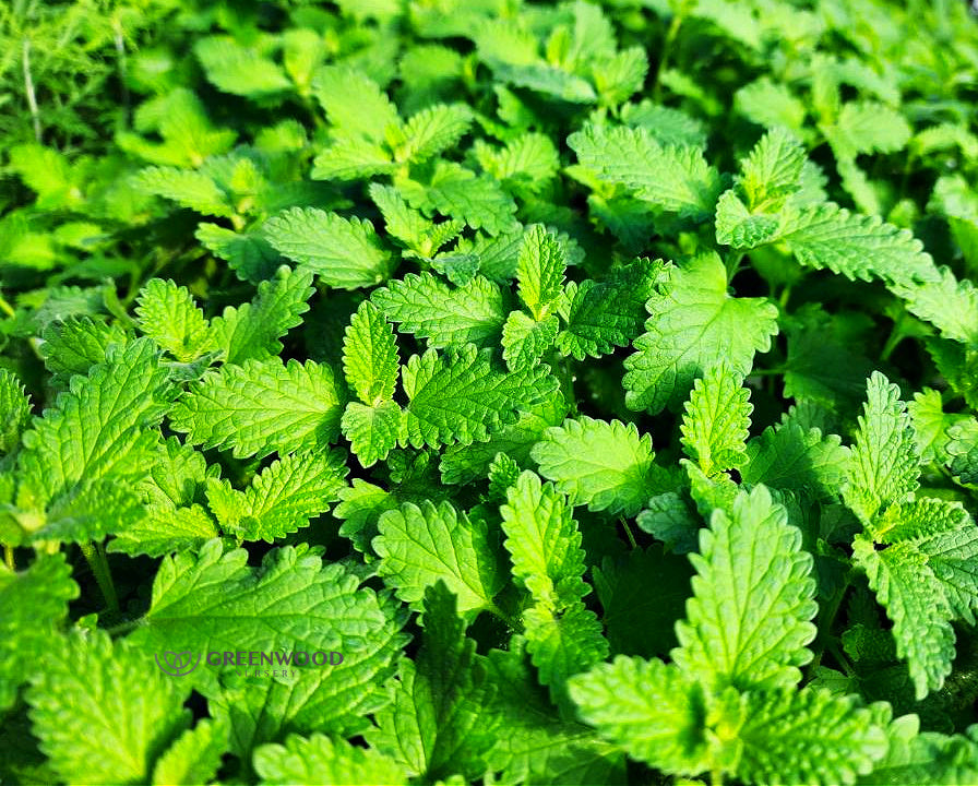 Walkers Low Nepeta Catmint Image 2