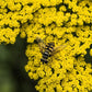 Achillea Moonshine Yarrow Image 2