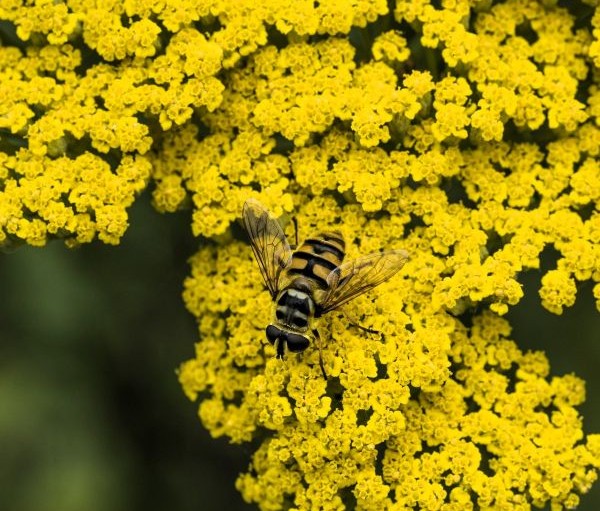 Achillea Moonshine Yarrow Image 2